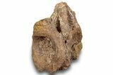 Fossil Synapsid (Dimetrodon) Vertebra - Texas #251374-1